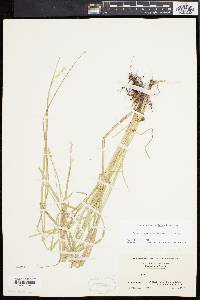 Carex argyrantha image