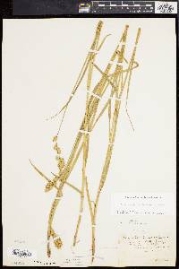 Carex argyrantha image