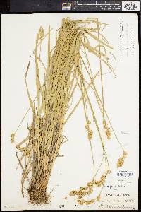 Carex argyrantha image