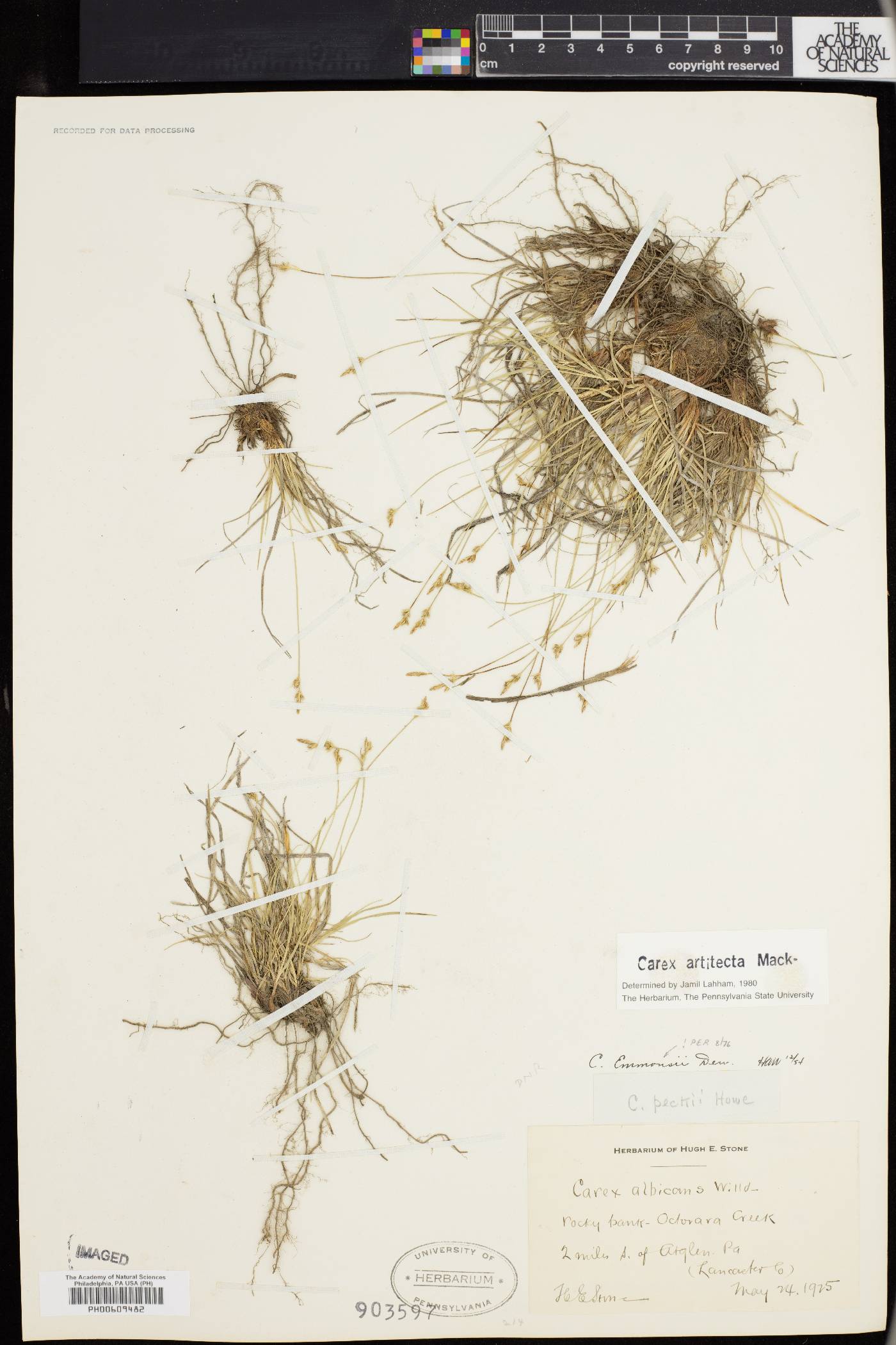 Carex artitecta image