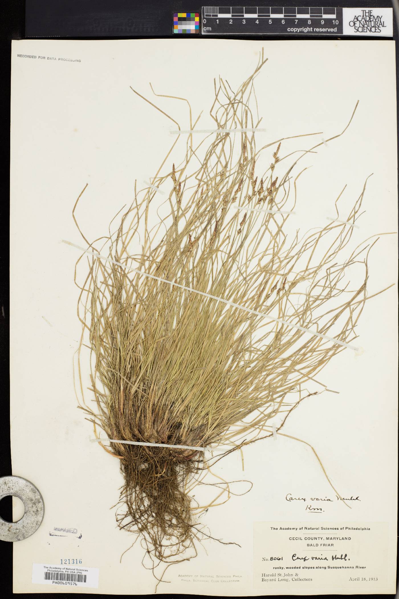 Carex artitecta image