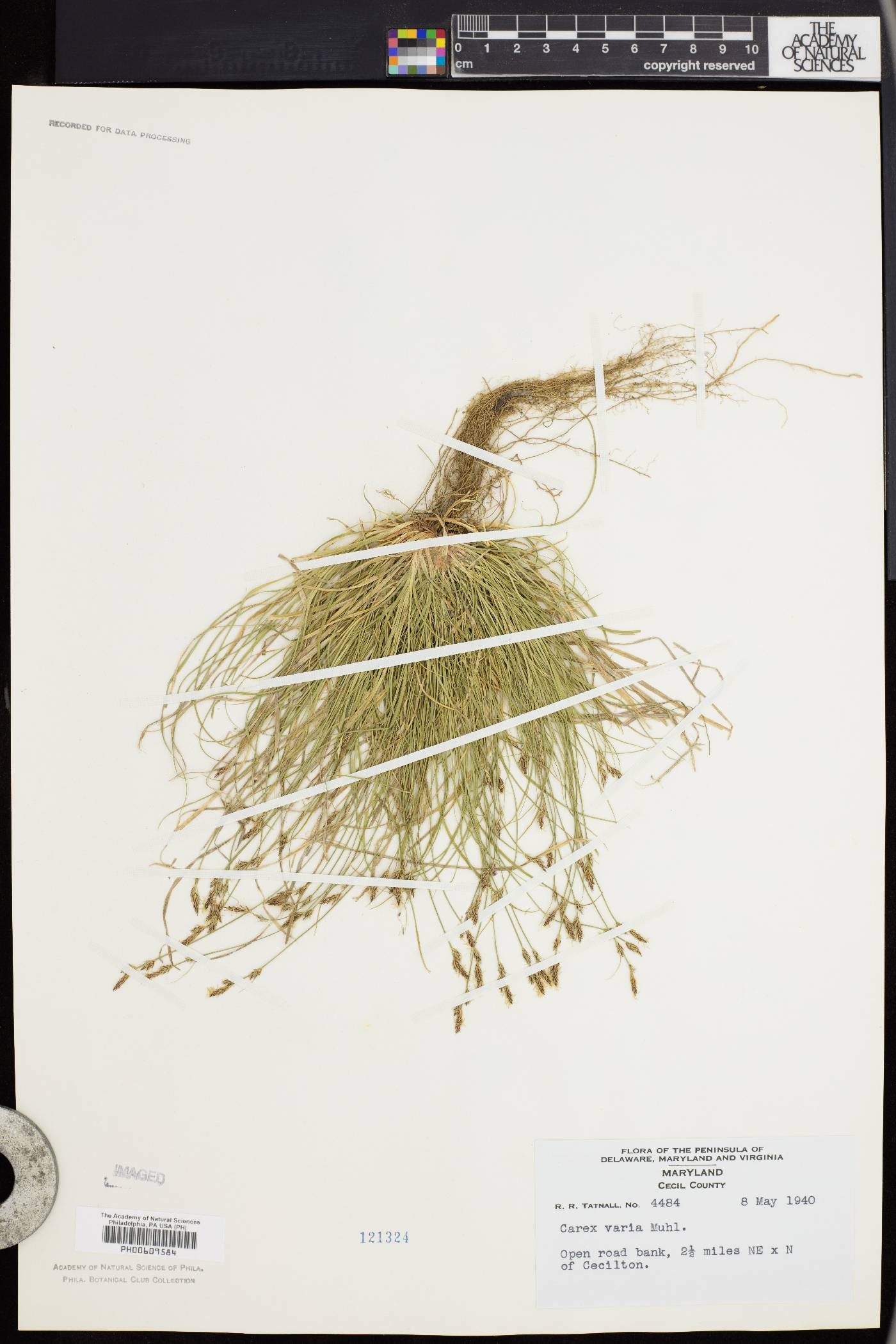 Carex artitecta image