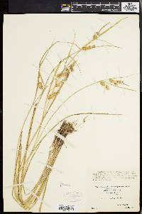 Carex baileyi image