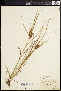 Carex baileyi image