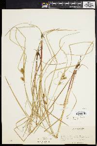 Carex baileyi image