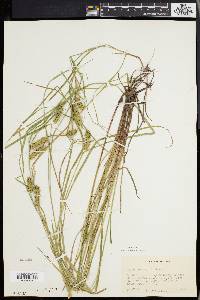 Carex baileyi image