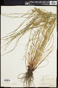 Carex baileyi image