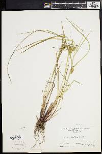 Carex baileyi image