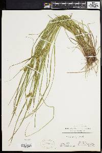 Carex baileyi image