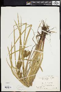 Carex baileyi image