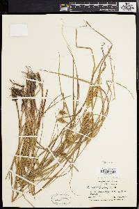 Carex baileyi image