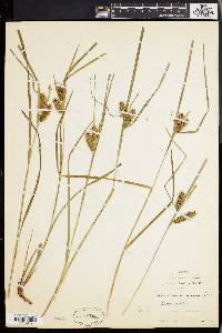 Carex baileyi image
