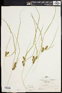 Carex baileyi image