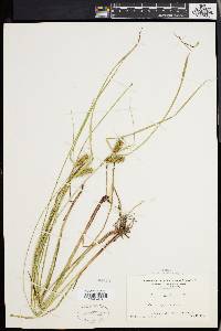 Carex baileyi image