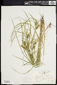 Carex baileyi image