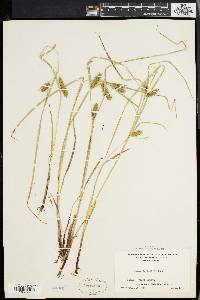 Carex baileyi image