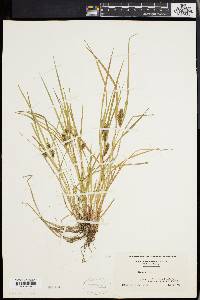 Carex baileyi image