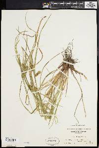 Carex baileyi image