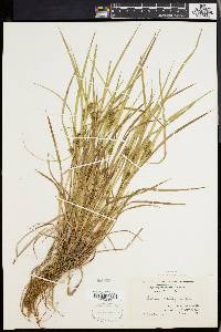 Carex baileyi image