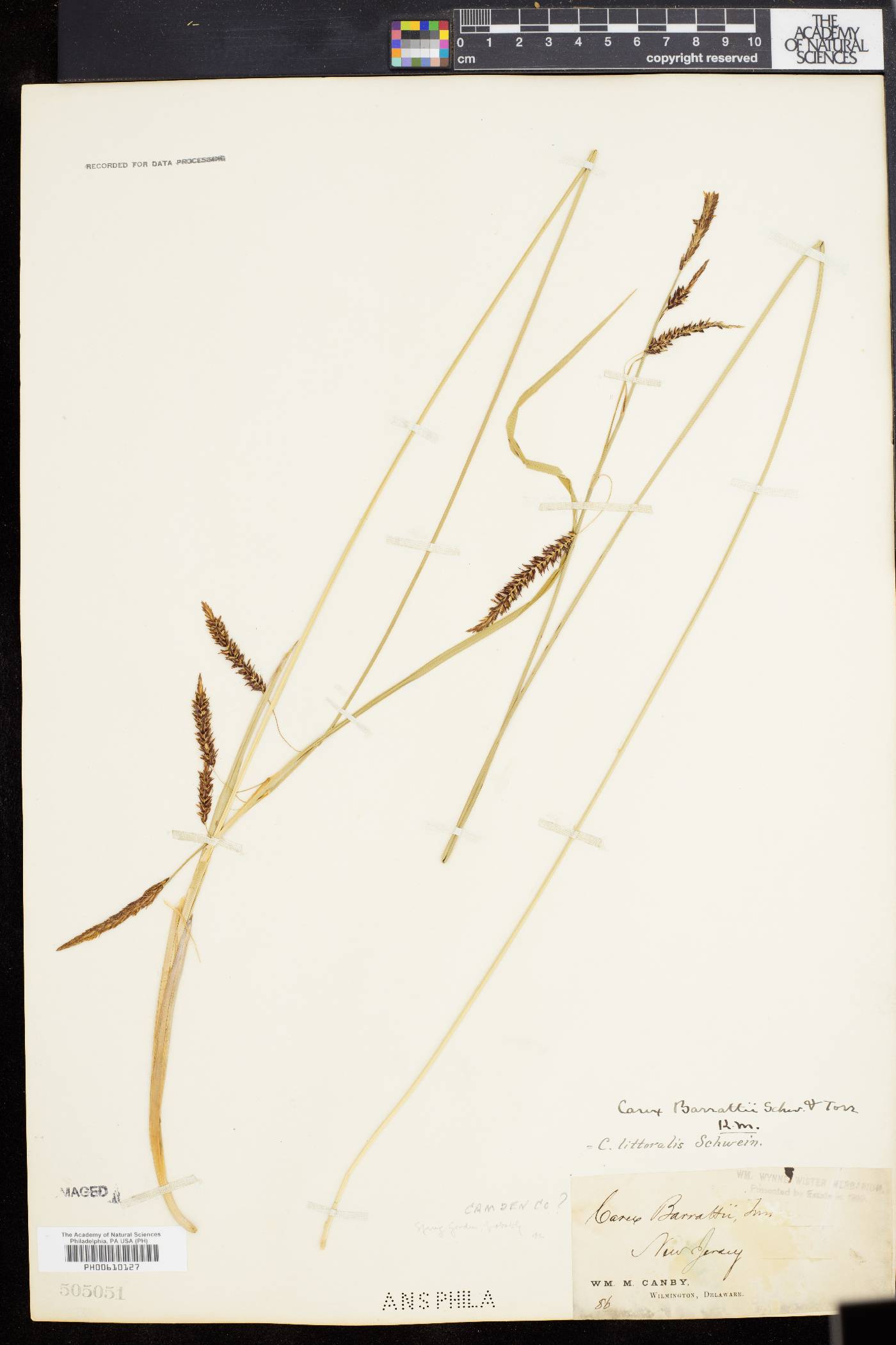 Carex barrattii image