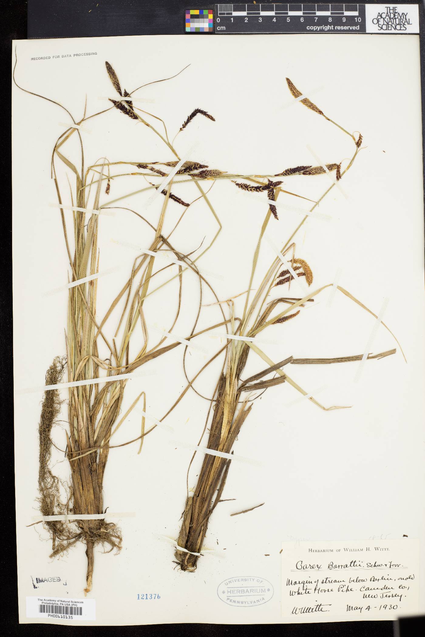 Carex barrattii image