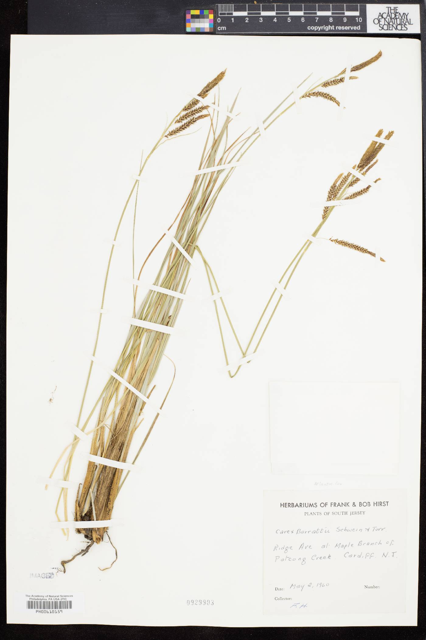 Carex barrattii image