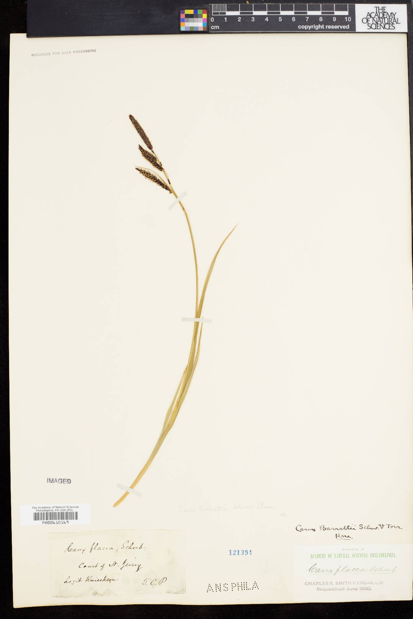 Carex barrattii image