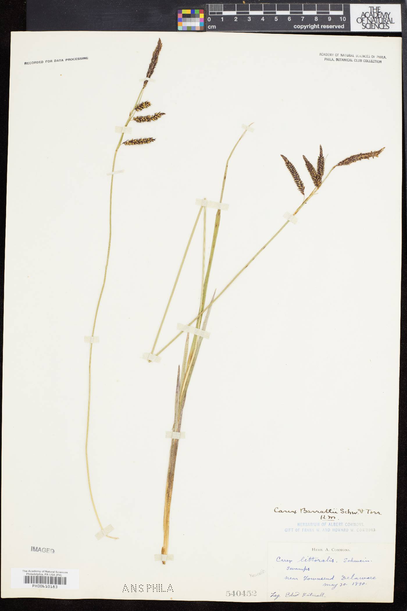 Carex barrattii image