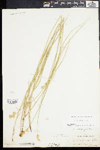 Carex bicknellii image