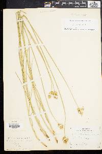 Carex bicknellii image