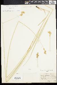 Carex bicknellii image