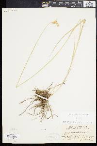 Carex bicknellii image