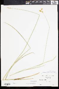 Carex bicknellii image