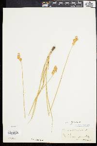 Carex bicknellii image