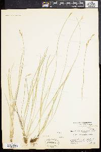 Carex bromoides image