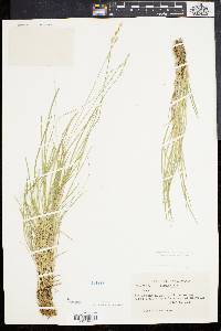 Carex bromoides image