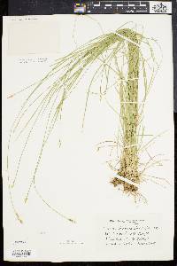 Carex bromoides image