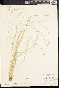 Carex bromoides image