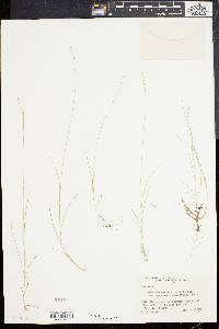 Carex brunnescens var. sphaerostachya image