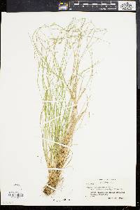 Carex brunnescens var. sphaerostachya image