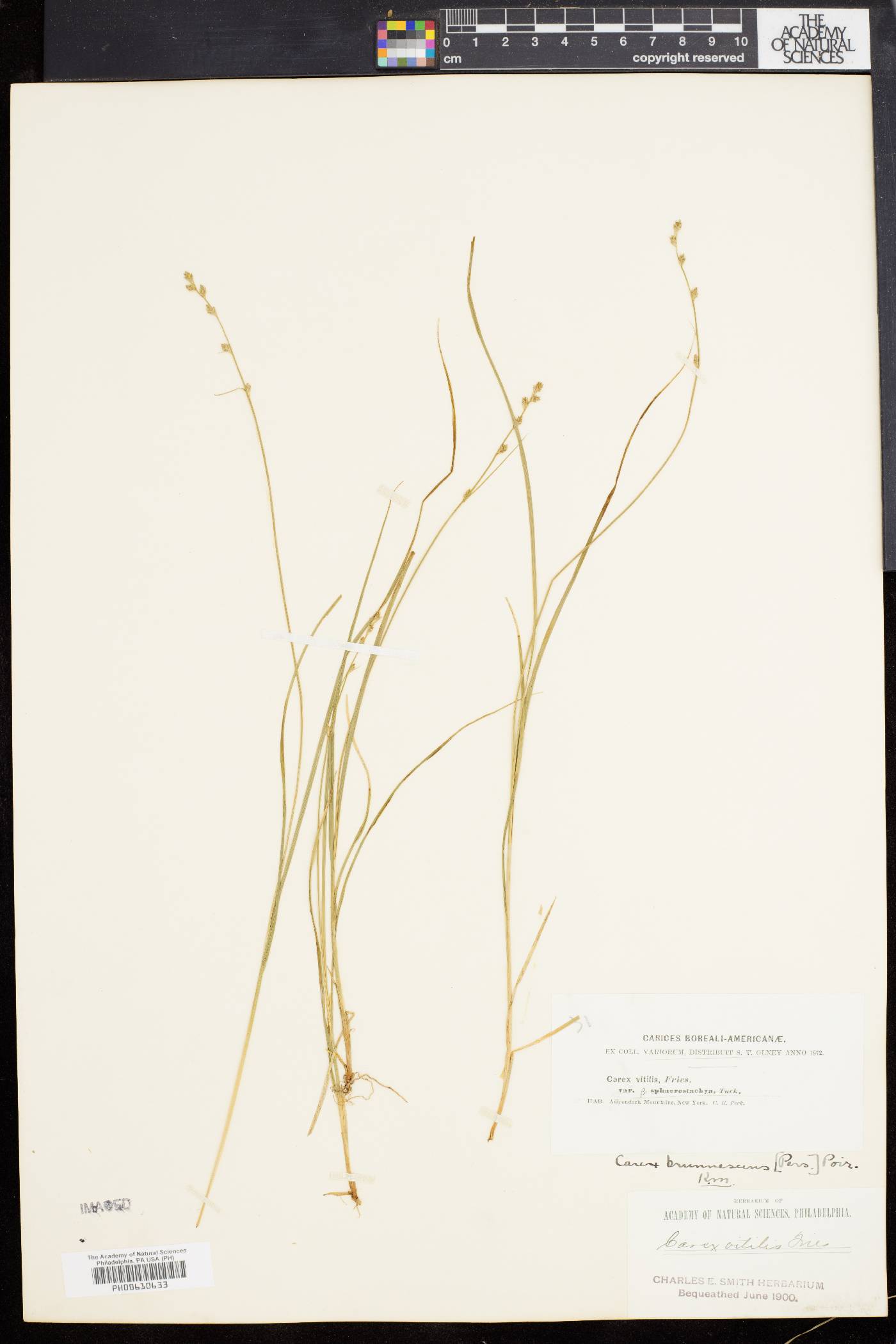 Carex brunnescens var. sphaerostachya image