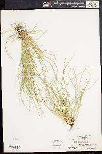 Carex brunnescens var. sphaerostachya image