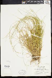 Carex brunnescens var. sphaerostachya image