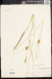 Carex bullata image