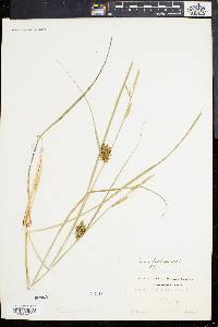 Carex bullata image