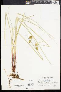 Carex bullata image