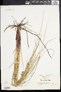 Carex bullata image