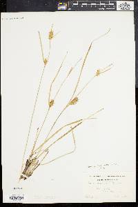 Carex bullata image