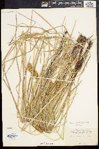 Carex bullata image