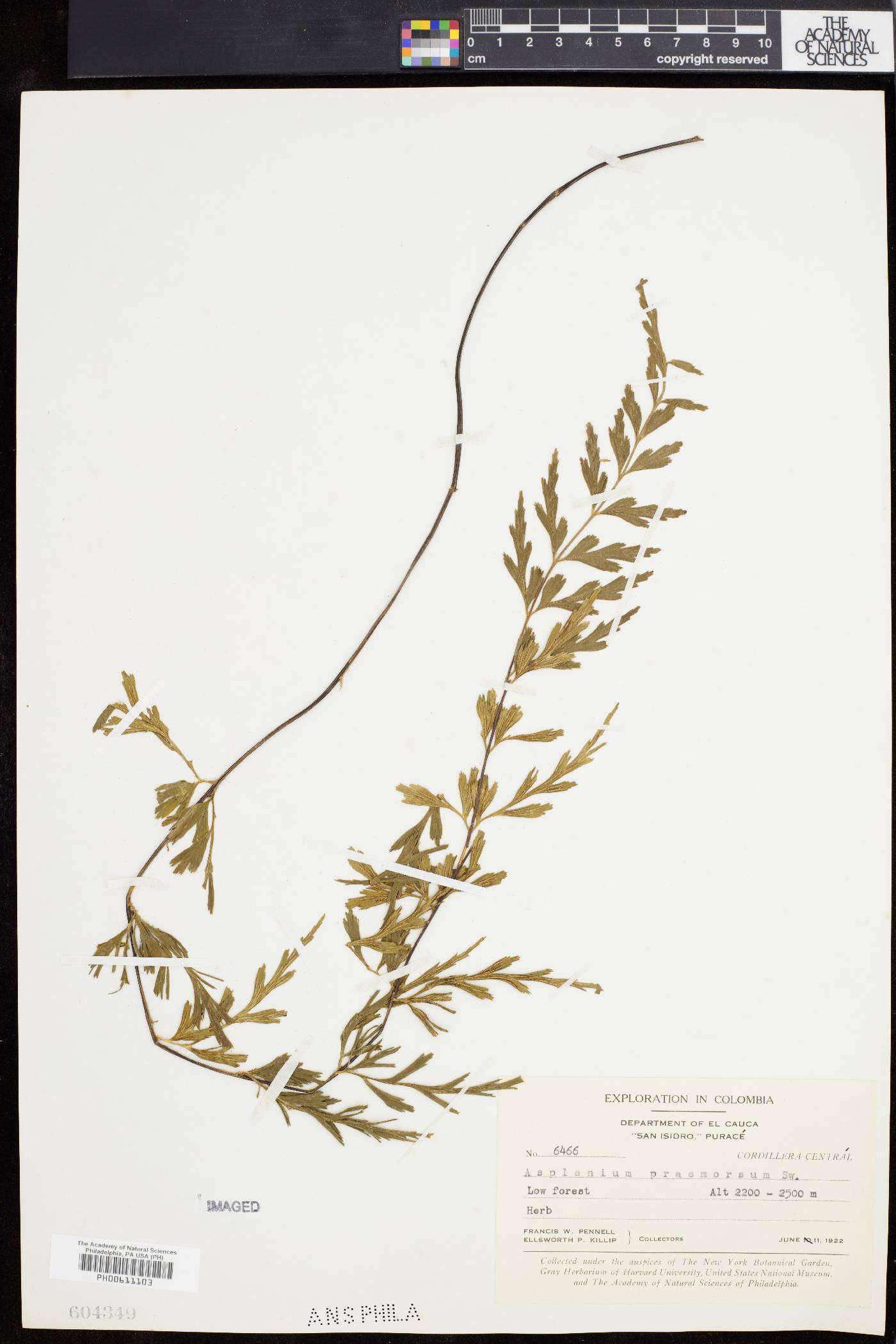 Asplenium aethiopicum image